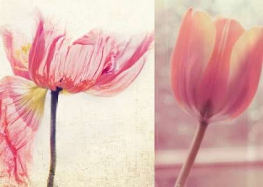 Posterazzi Poppy and Tulip Canvas Art - Myan Soffia (20 x 28)