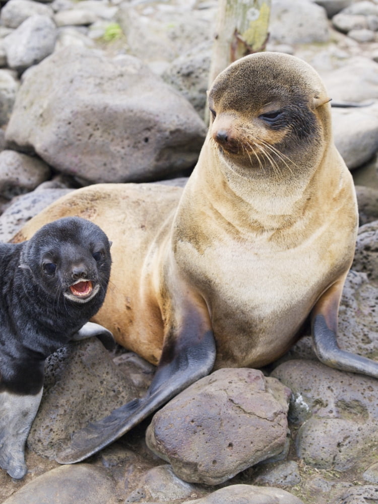 Posterazzi Portrait Of A Northern Fur Seal Female With Her Pup St Paul Island Southwest Alaska Summer Canvas Art - John Gibbens Design Pics (24 x 34)