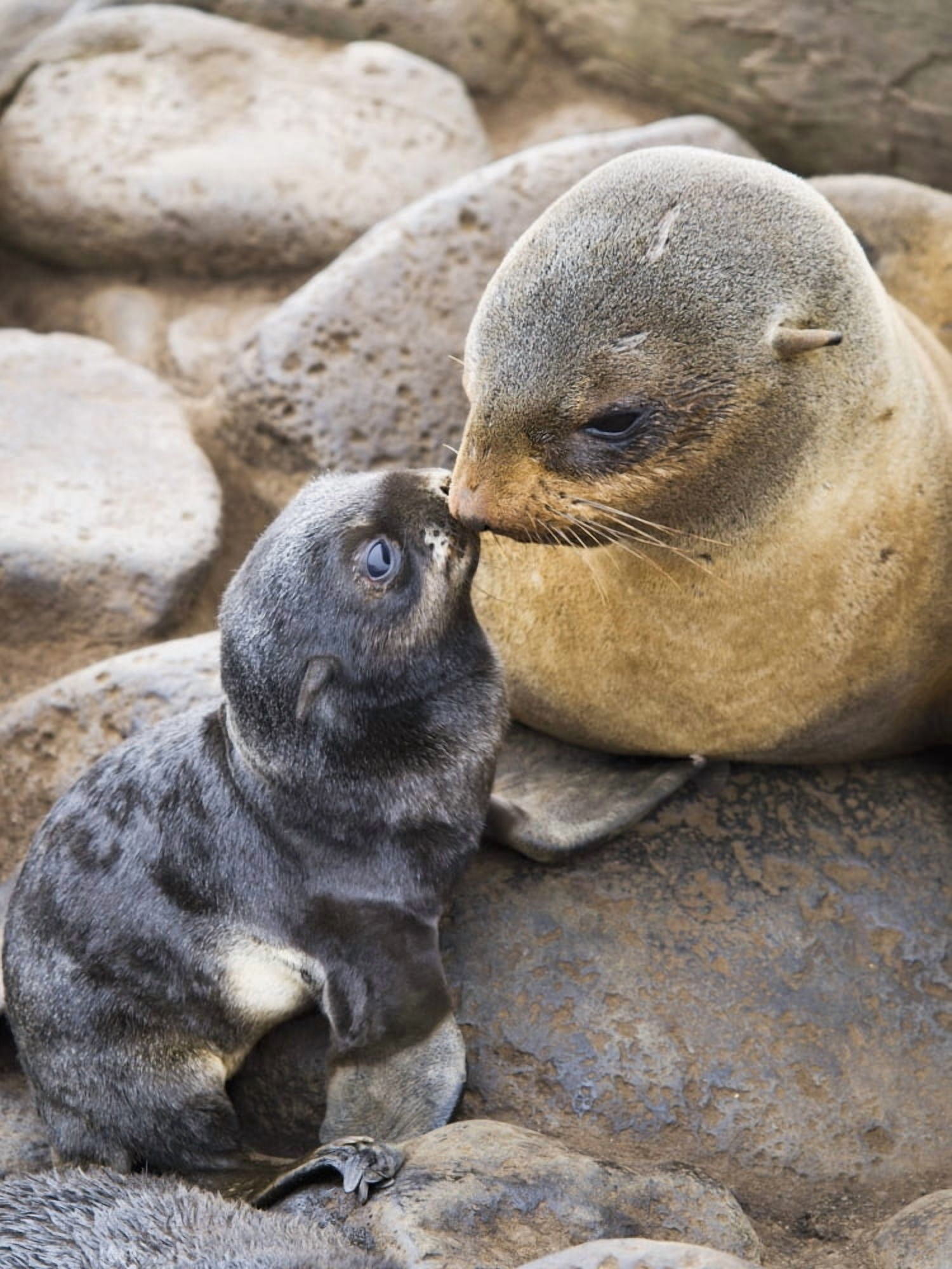 Posterazzi Portrait Of A Northern Fur Seal Mother And Newborn Pup St Paul Island Southwest Alaska Summer Canvas Art - John Gibbens Design Pics (24 x 34)