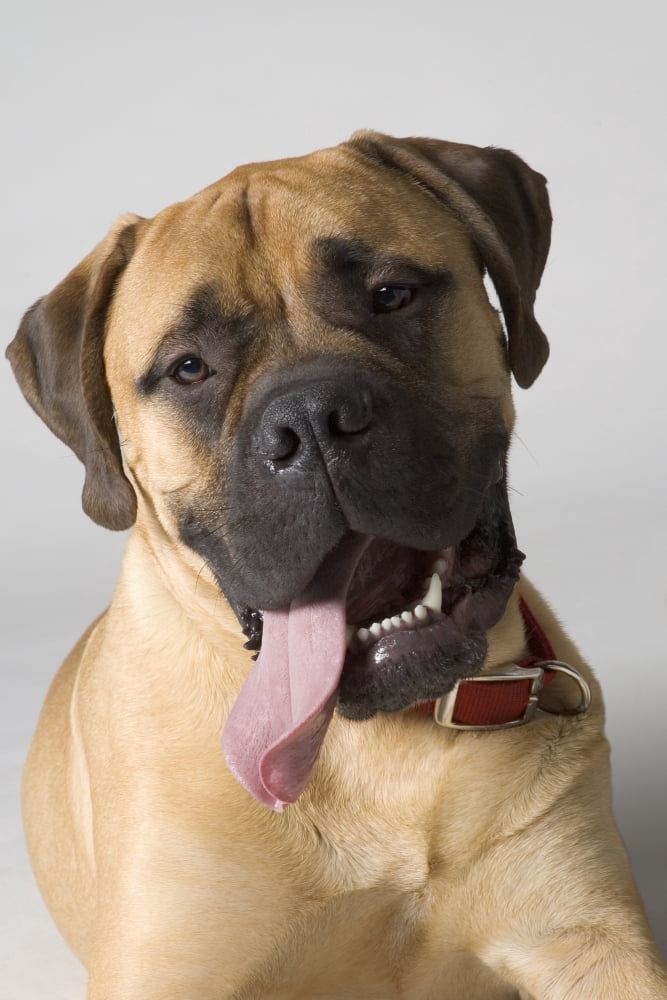 Posterazzi Portrait Of A Bull Mastiff Canvas Art - Corey Hochachka Design Pics (22 x 34)