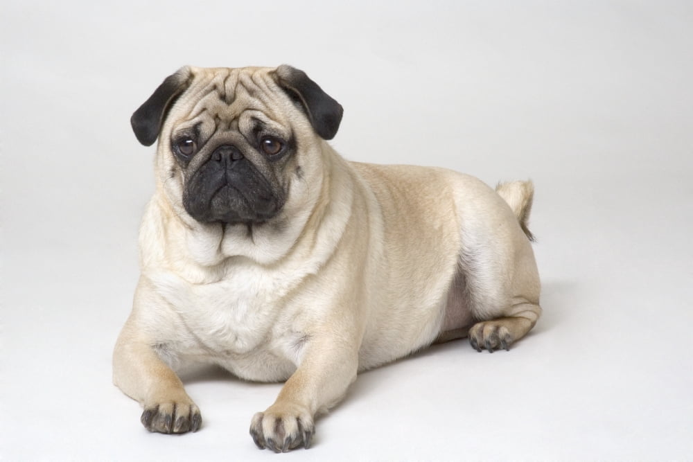 Posterazzi Portrait Of A Pug Dog Canvas Art - Corey Hochachka Design Pics (34 x 22)