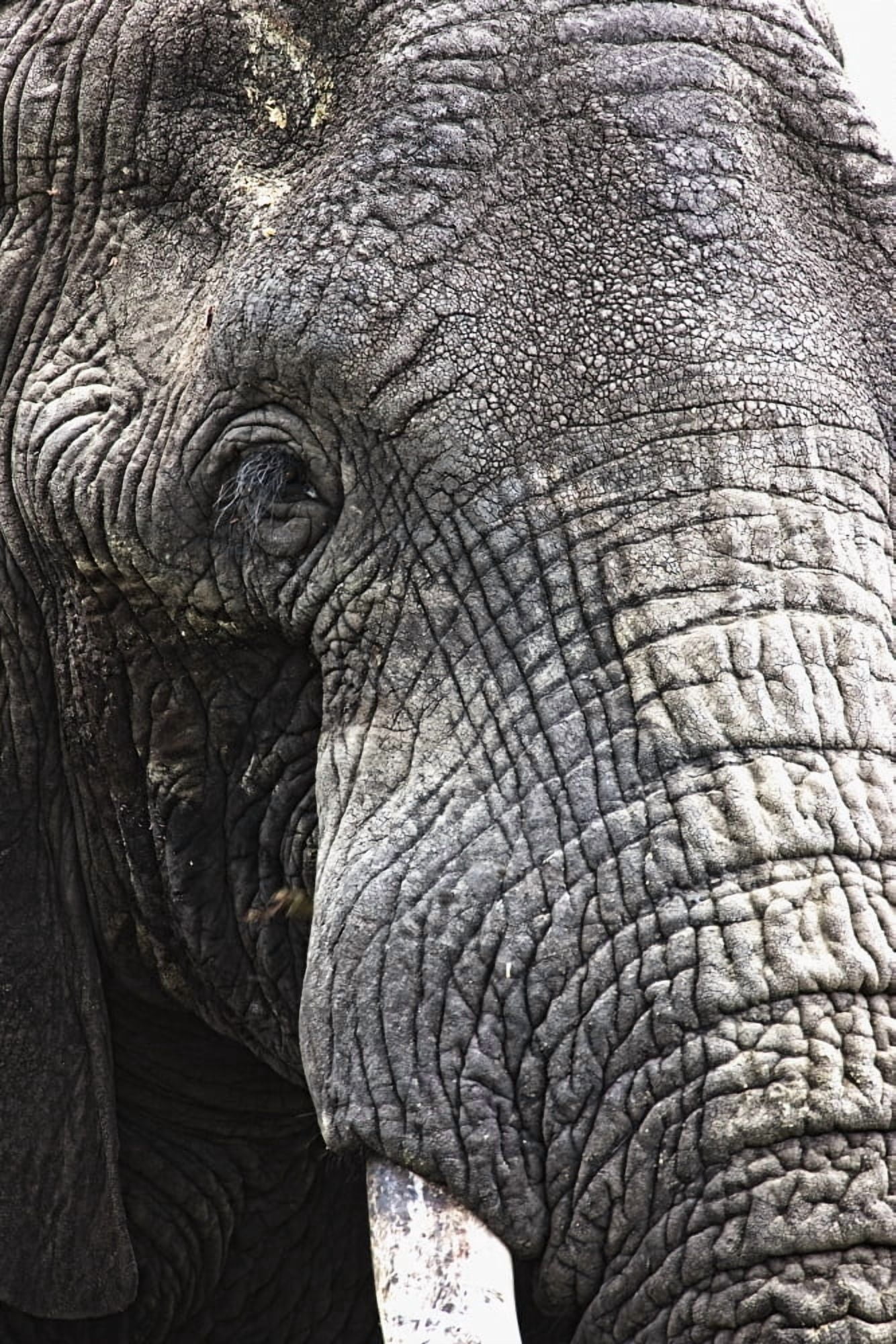 Posterazzi Portrait Of African Bull Elephant Canvas Art - Carson Ganci Design Pics (24 x 38)