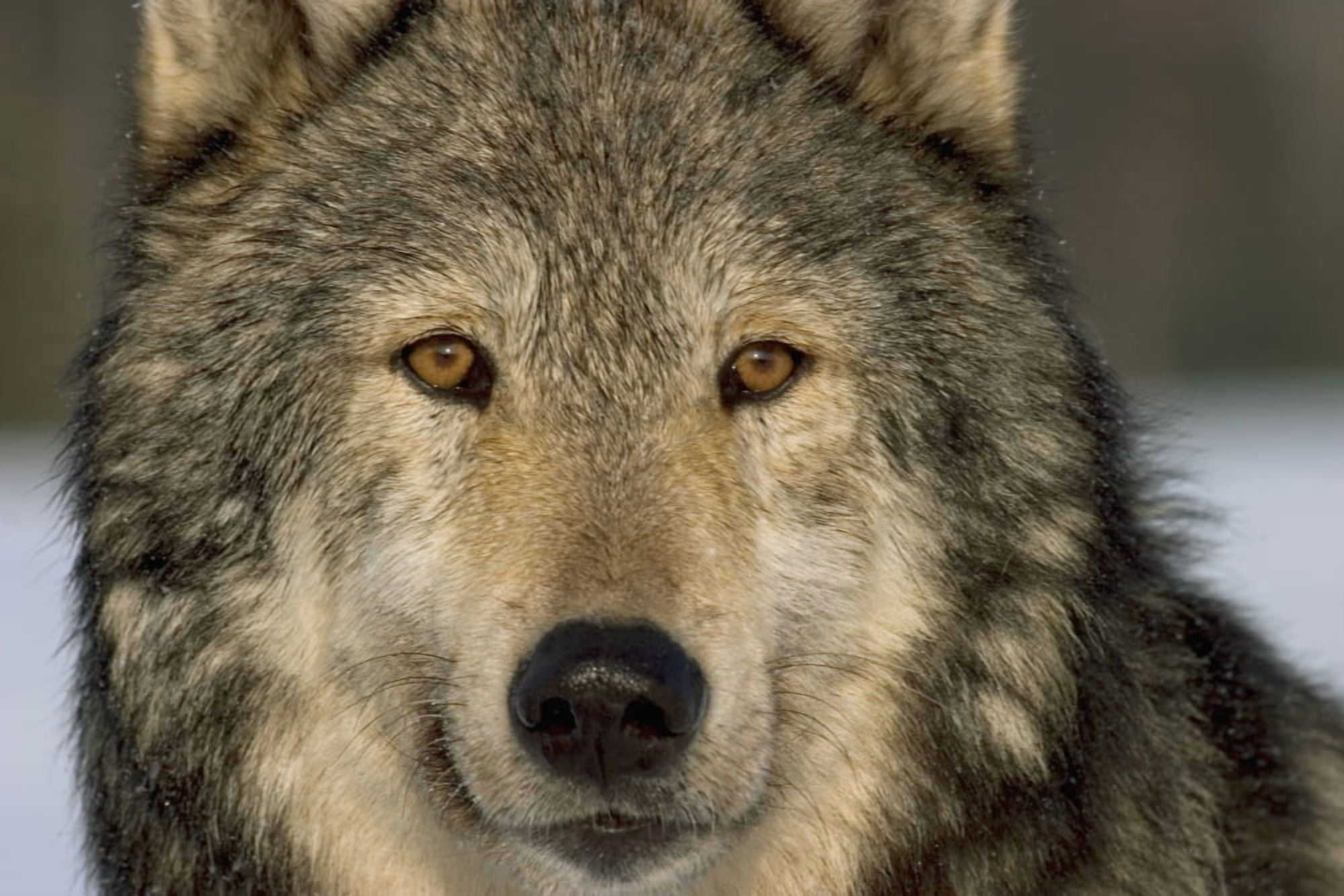 Posterazzi Portrait Of Grey Wolf Captive Alaska Se Winter Canvas Art - John Hyde Design Pics (34 x 22)
