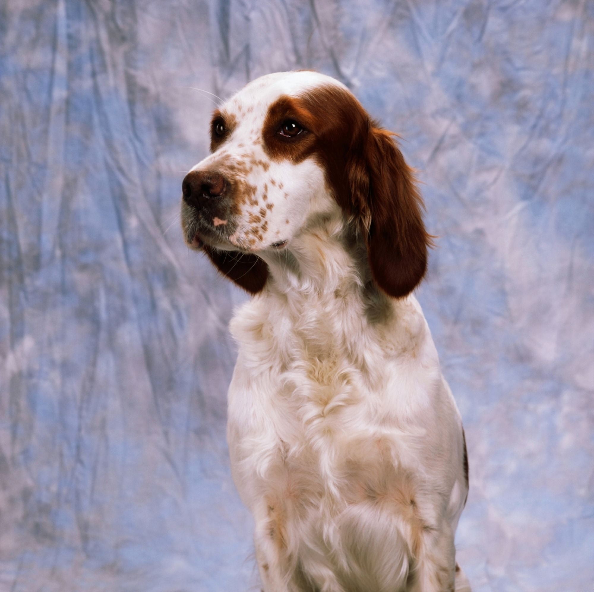 Posterazzi Portrait Of Irish Red And White Setter Canvas Art - The Irish Image Collection Design Pics (24 x 24)