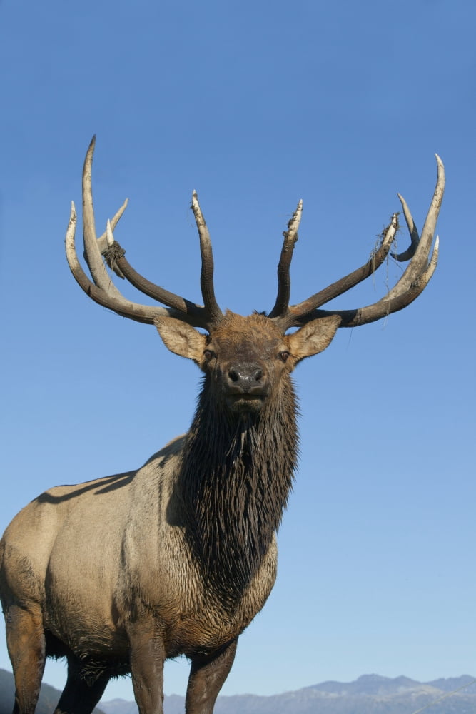 Posterazzi Portrait Of A Rocky Mountain Bull Elk At The Alaska Wildlife Conservation Center Near Portage Southcentral Alaska Autumn Captive Canvas Art - Doug Lindstrand Design Pics (24 x 38)