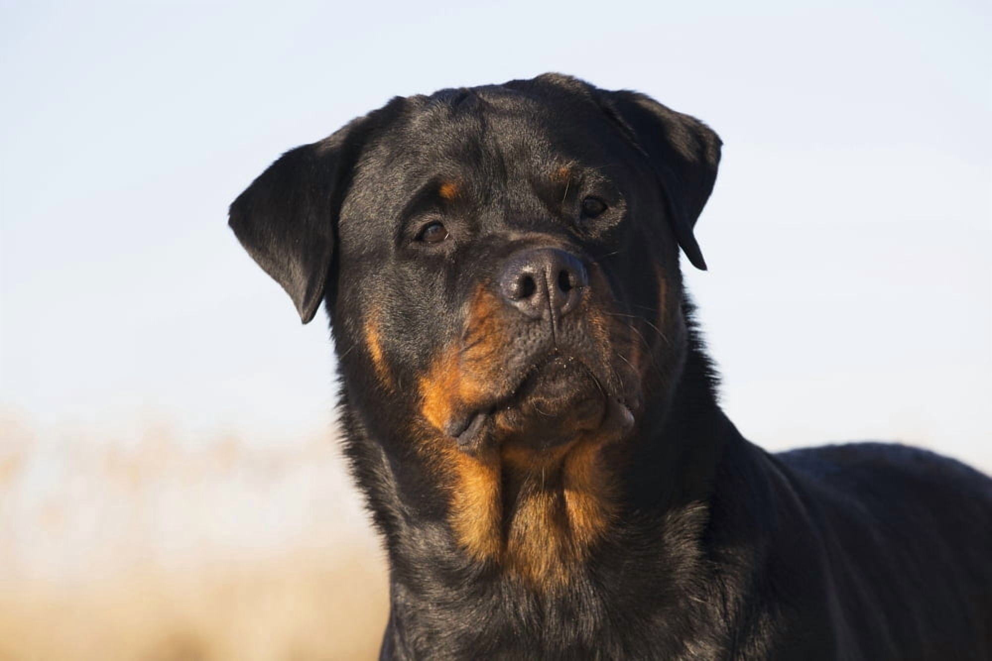 Posterazzi Portrait of Rottweiler dog on winter beach Guilford Connecticut USA Canvas Art - Lynn Stone Design Pics (38 x 24)