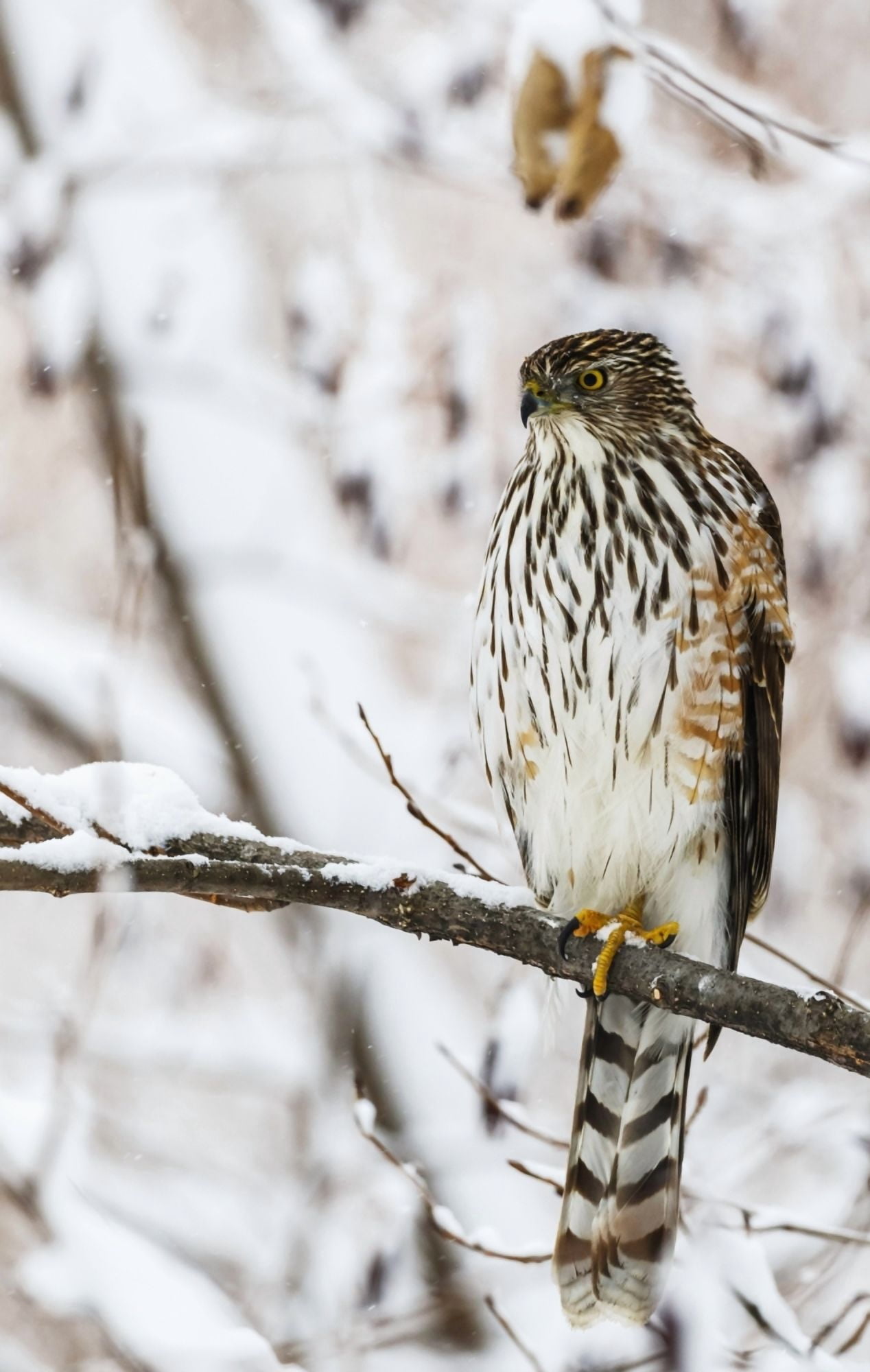 Posterazzi Portrait of a bird sitting on a tree branch in winter Montreal Quebec Canada Canvas Art - Dominic Marcoux Design Pics (22 x 34)