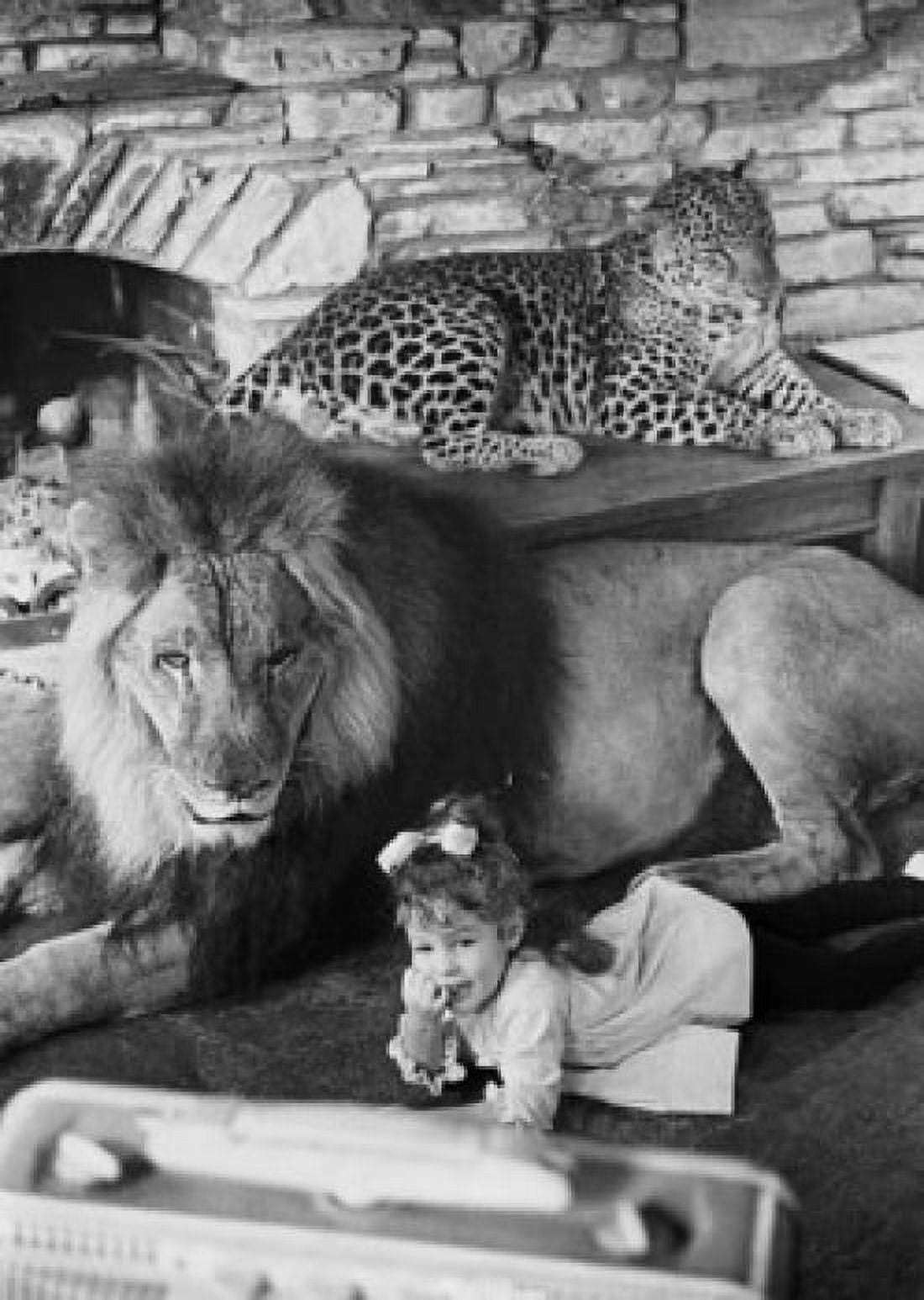 Posterazzi Portrait of a girl lying near a lion (Panthera leo) and a leopard (Panthera pardus) lying behind them Canvas Art - (24 x 36)