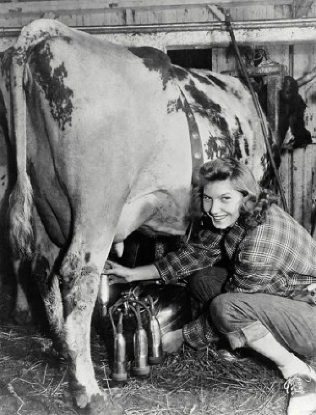 Posterazzi Portrait of a young woman milking a cow with a milking machine Canvas Art - (24 x 36)