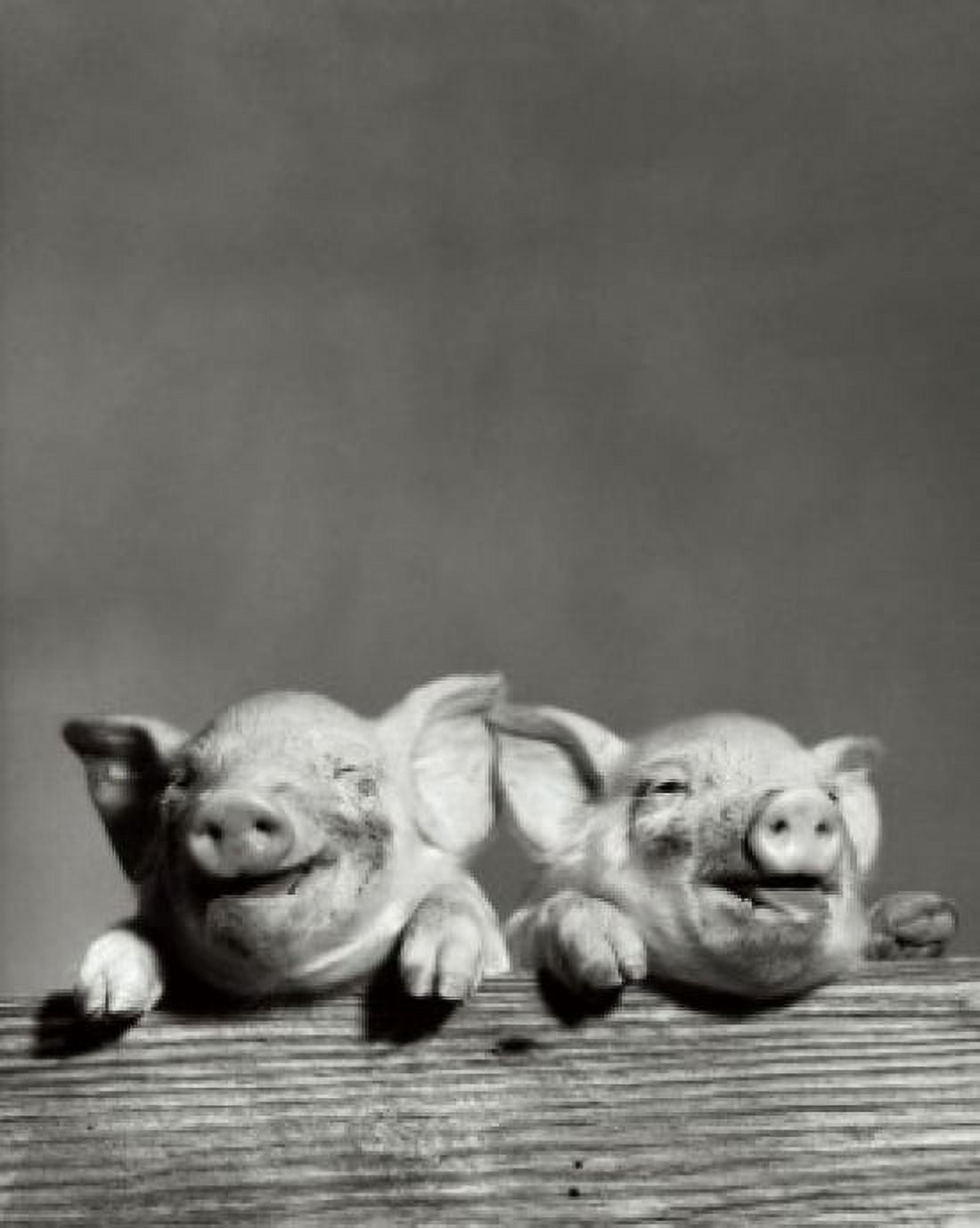 Posterazzi Portrait of two pigs Canvas Art - (24 x 36)