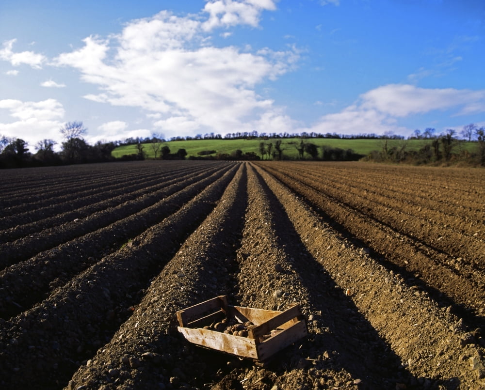 Posterazzi Potato Field Ireland Canvas Art - The Irish Image Collection  Design Pics (34 x 26)