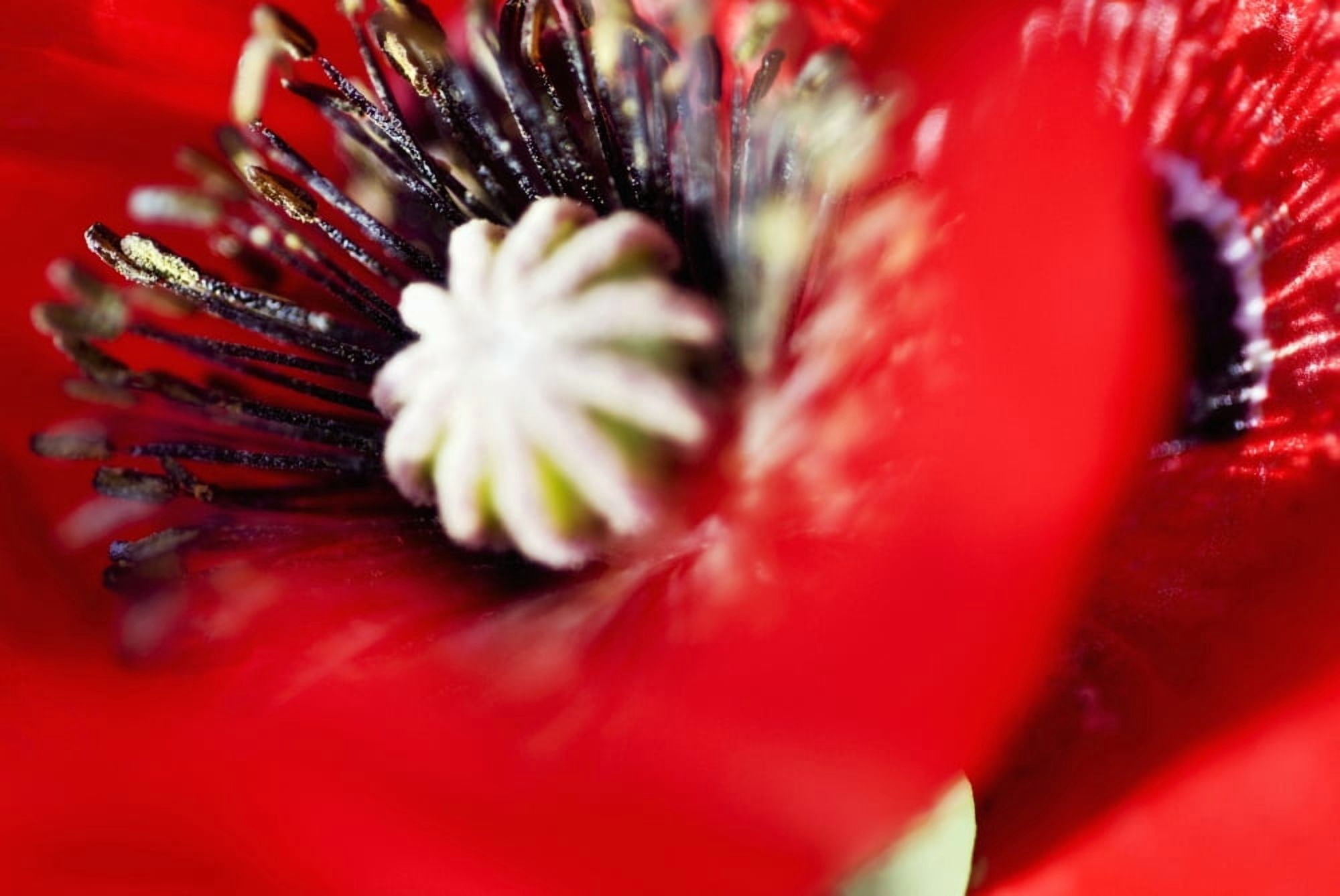 Posterazzi Potentilla Gibsons Scarlet Extreme Close-Up Of Bright Red Blossom Canvas Art - Ray Laskowitz Design Pics (34 x 22)