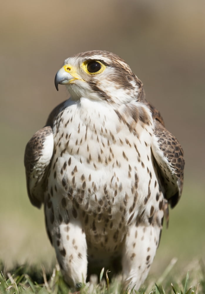 Posterazzi Prairie Falcon Perches On The Ground Briefly After A Hunt Montana United States Of America Canvas Art - David Ponton  Design Pics (24 x 36)