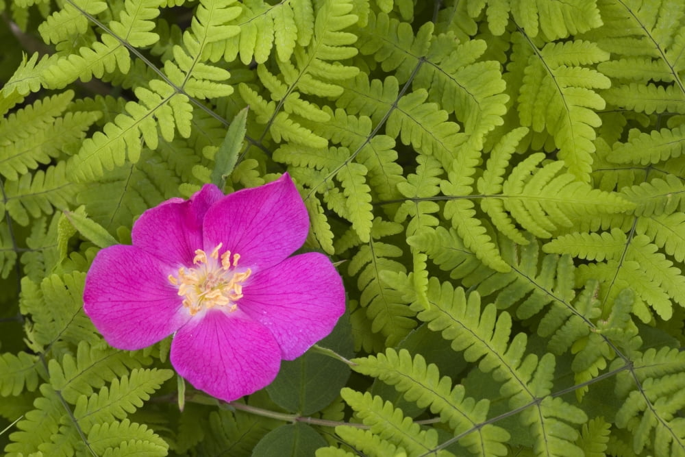 Posterazzi Prickly Rose Bloom In Ferns Far North Bicentennial Park Anchorage Southcentral Alaska Summer Canvas Art - Carl R Battreall Design Pics (34 x 22)