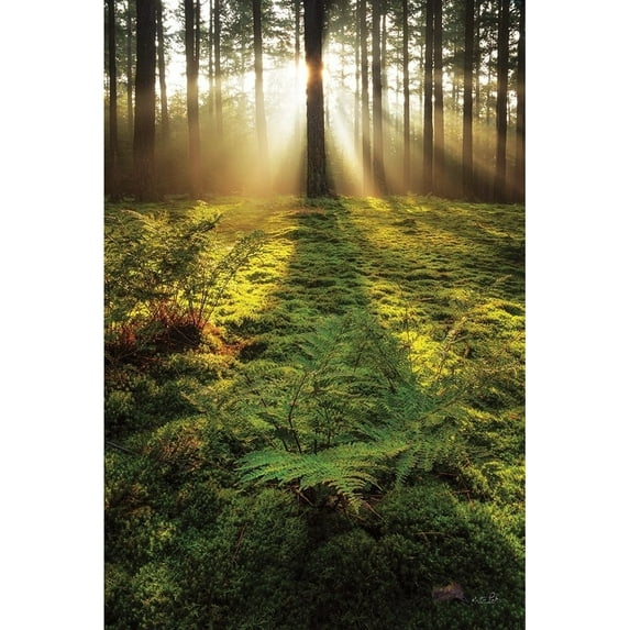 Posterazzi Printed Poster, by Martin Podt