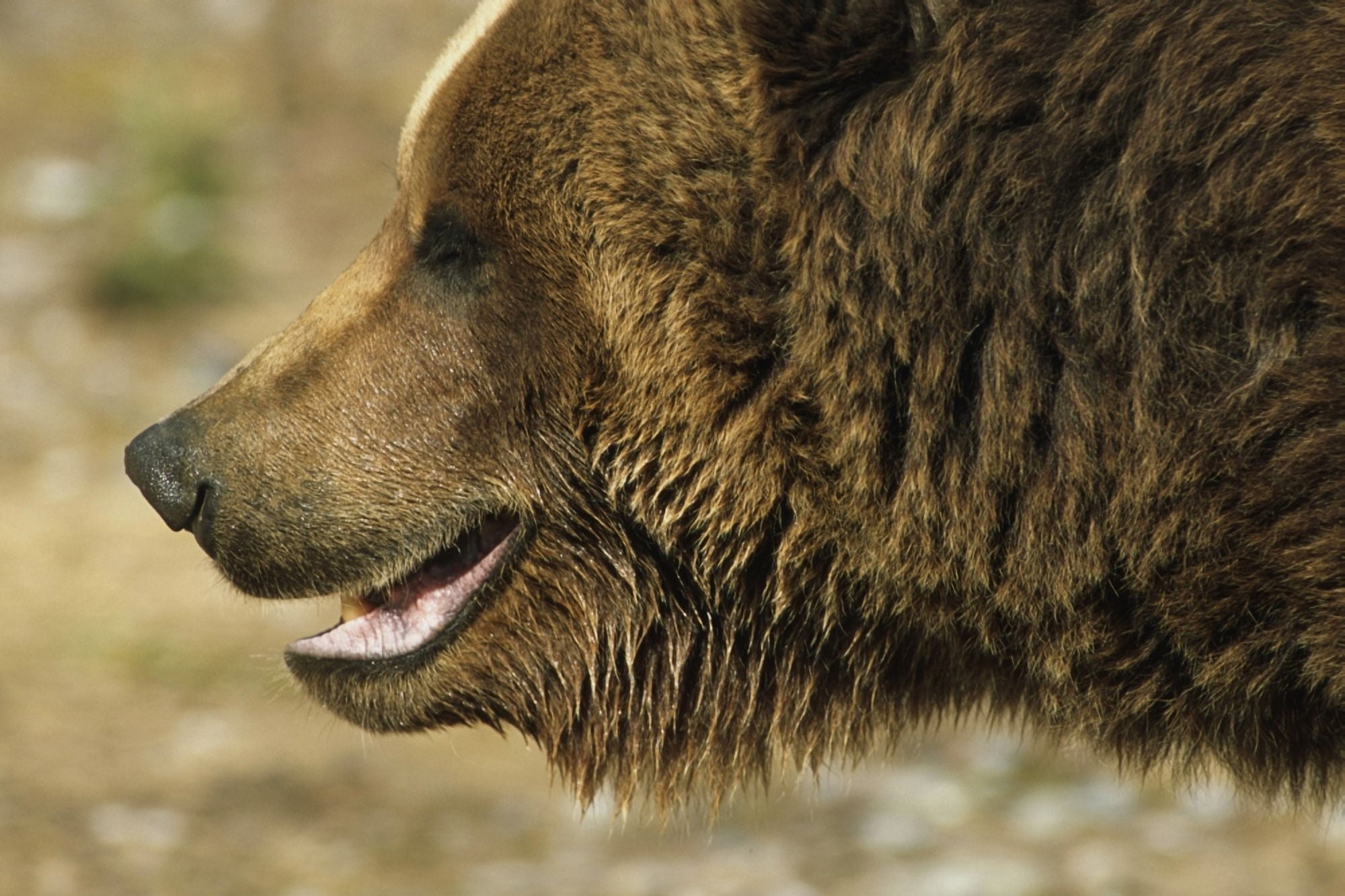Posterazzi Profile Of Brown Bear Denali Np In Alaska Spring Canvas Art - Doug Lindstrand Design Pics (34 x 22)