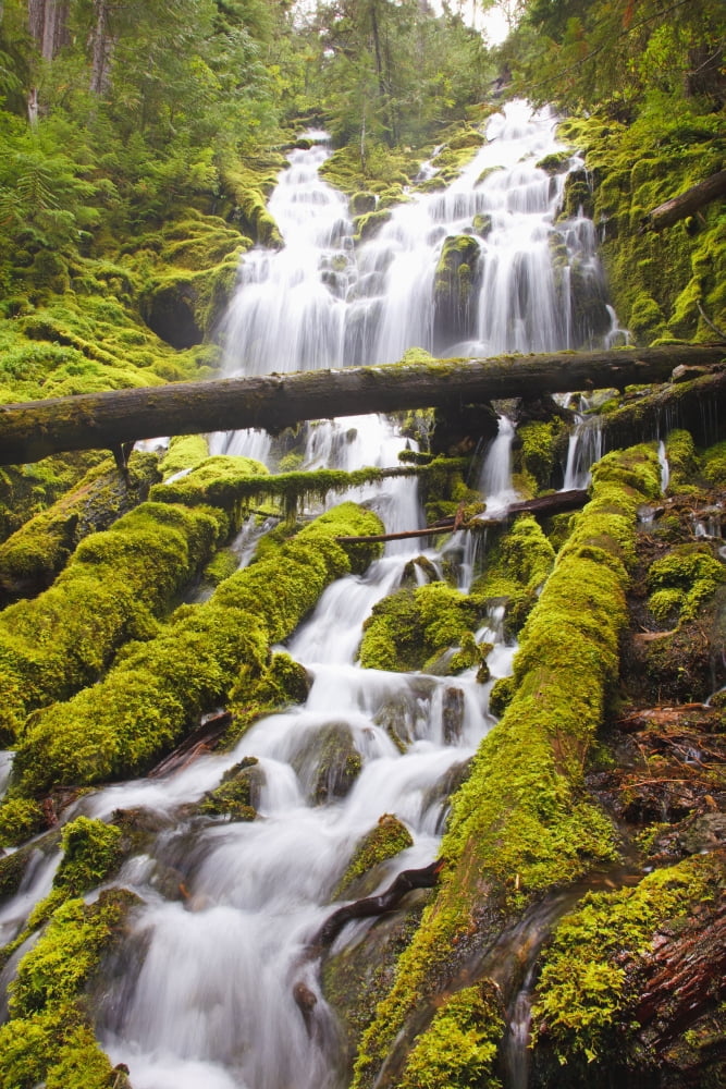 Posterazzi Proxy Falls In Willamette National Forest Oregon United States of America Canvas Art - Craig Tuttle Design Pics (24 x 38)