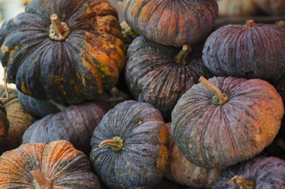 Posterazzi Pumpkins for sale at a market Thaton Chiang Rai Thailand Canvas Art - Stuart Corlett  Design Pics (38 x 24)