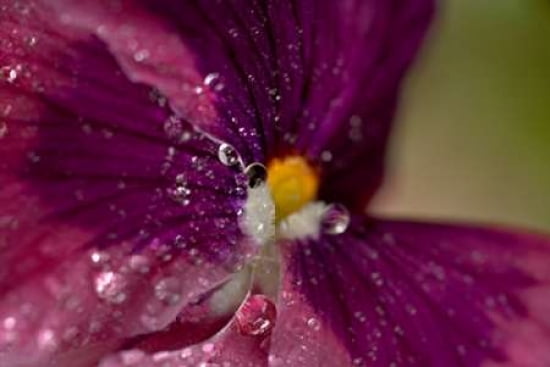 Posterazzi Purple Bloom Canvas Art - JoAnn Arduini (24 x 36)