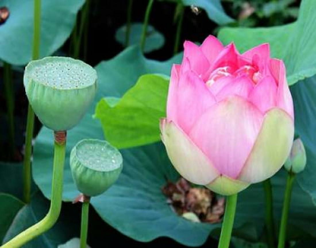 Posterazzi Purple Lotus I Canvas Art - Jairo Rodriguez (24 x 30)