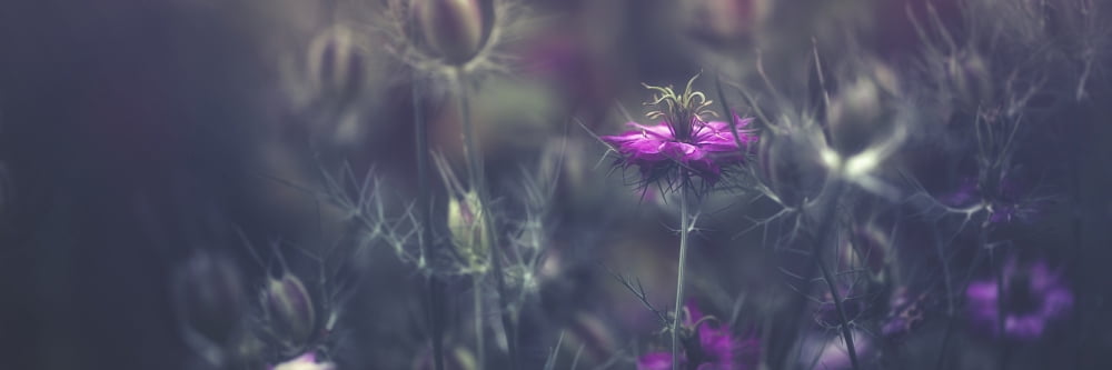 Posterazzi Purple blossoms Prague Czech Republic Canvas Art - Robert Schenck Design Pics (36 x 12)