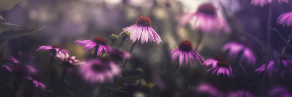 Posterazzi Purple blossoms Prague Czech Republic Canvas Art - Robert Schenck Design Pics (36 x 13)