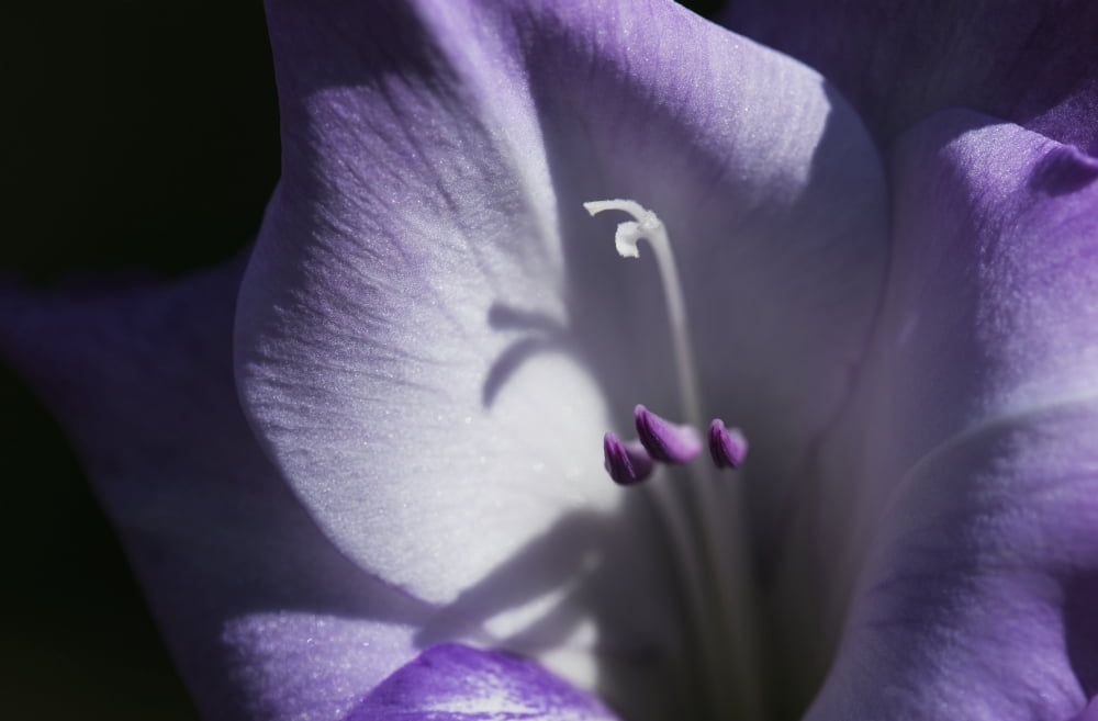 Posterazzi Purple gladiolus Astoria Oregon United States of America Canvas Art - Robert L Potts  Design Pics (38 x 24)