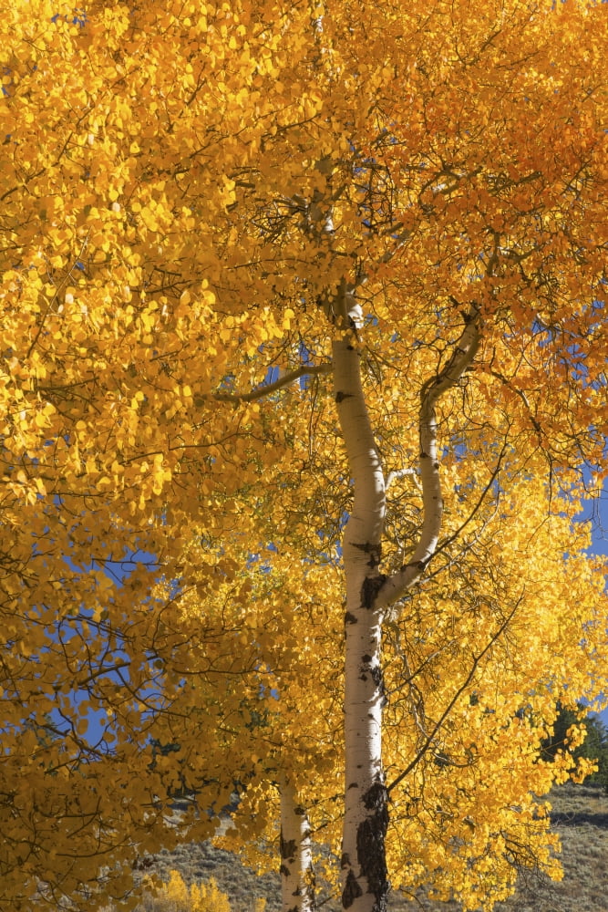 Posterazzi Quaking Aspen (Populus tremuloides) in autumn colours Grand Teton National Park Wyoming United States of America Canvas Art - Ronald Phillips Design Pics (24 x 38)