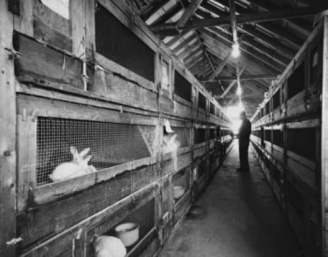 Posterazzi Rabbits in a warehouse Canvas Art - (24 x 36)
