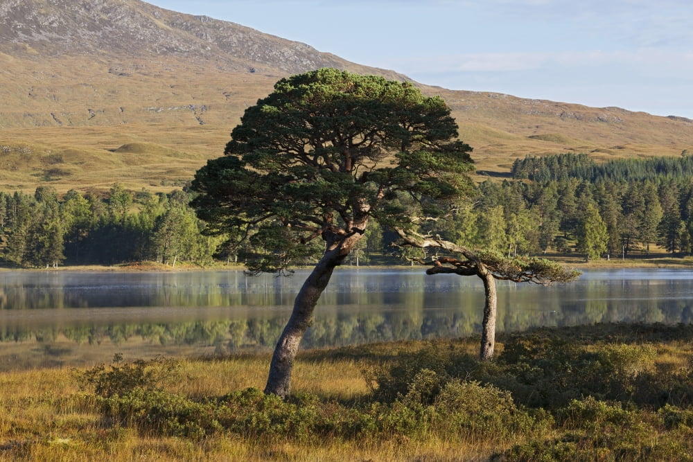 Posterazzi Rannoch Moor Argyll Highlands Scotland Canvas Art - Carl Bruemmer Design Pics (38 x 24)