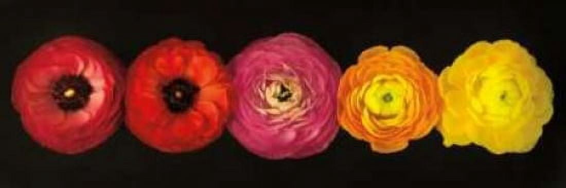 Posterazzi Ranunculus Canvas Art - Assaf Frank (12 x 36)