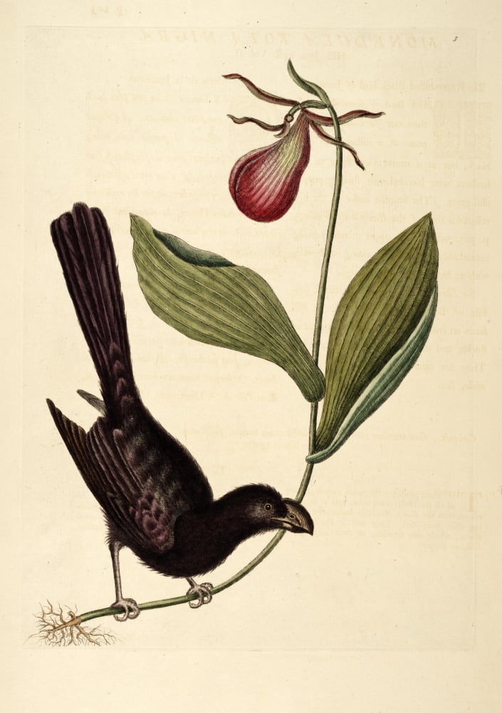 Posterazzi Razor-billed Blackbird Canvas Art - Mark Catesby (24 x 36)