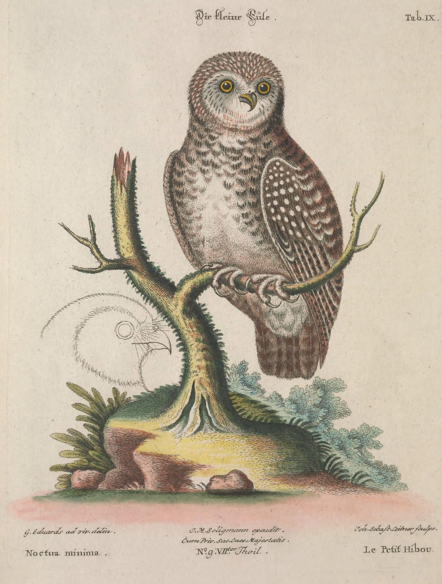 Posterazzi Recueil de Divers Oiseaux Etrangers 1768 Little Owl Canvas Art - G Edwards (24 x 36)