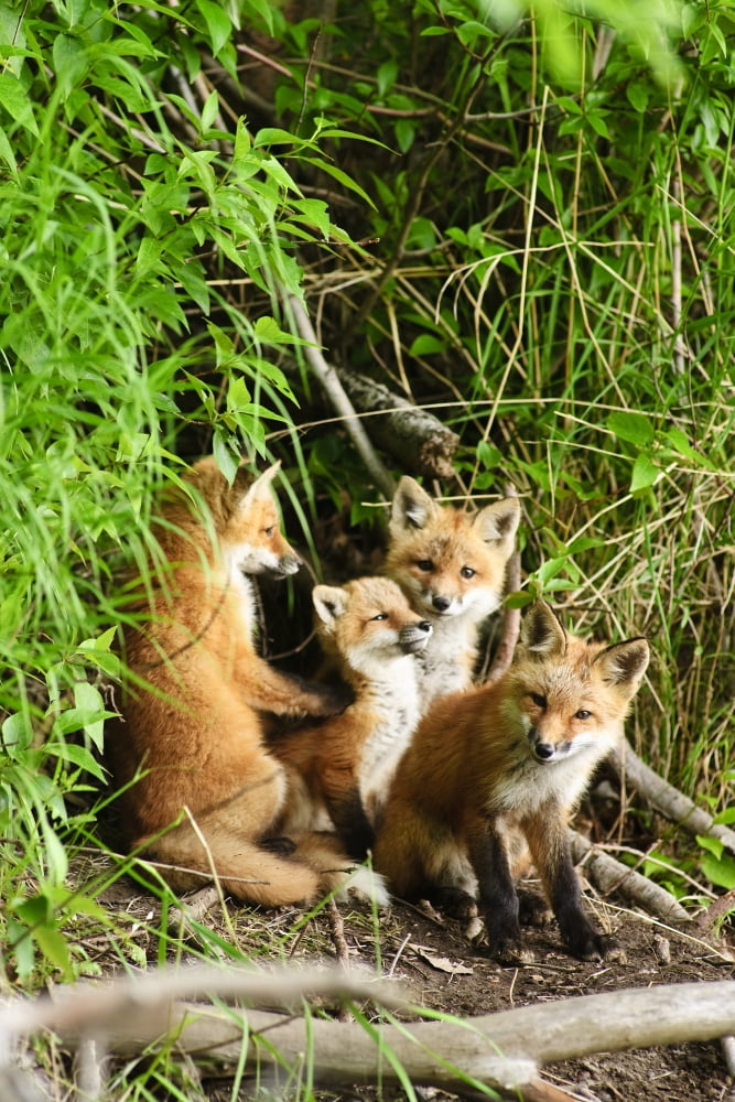 Posterazzi Red Fox Kits Playing Close To Their Den During Summer In Alaska Canvas Art - Michael Jones Design Pics (22 x 34)