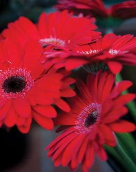 Posterazzi Red Gerbera Daisies I Canvas Art - Erin Berzel (22 x 28)