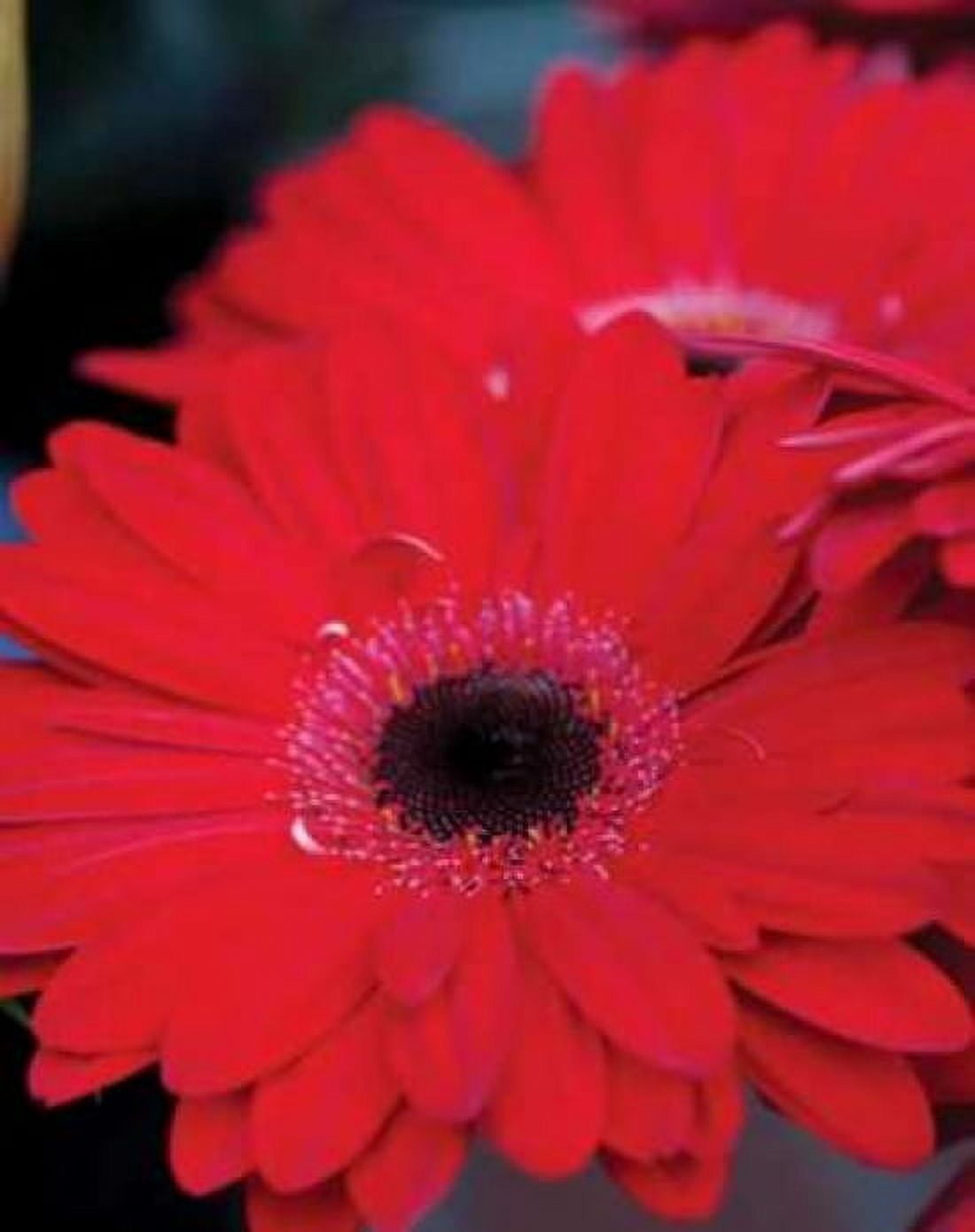Posterazzi Red Gerbera Daisies II Canvas Art - Erin Berzel (22 x 28)