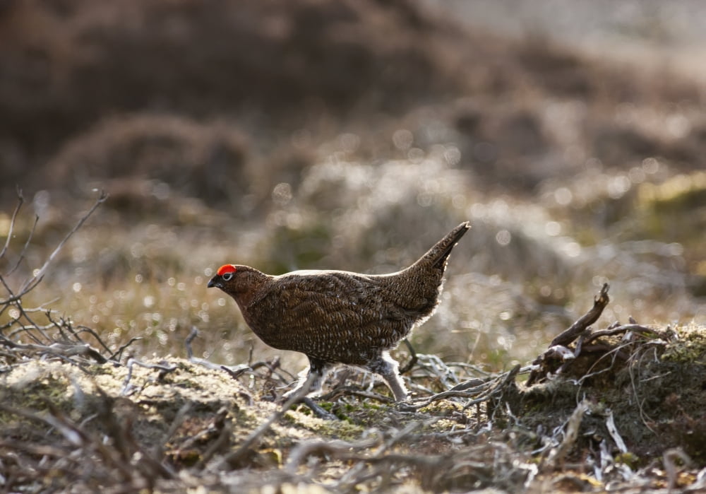 Posterazzi Red Grouse (Lagopus Lagopus Scotica) Walking On The Ground Yorkshire Dales England Canvas Art - John Short  Design Pics (36 x 26)
