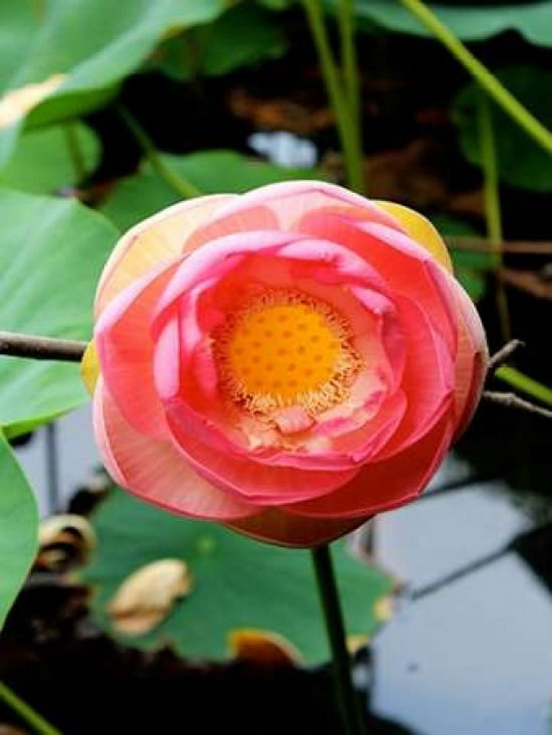 Posterazzi Red Lotus II Canvas Art - Jairo Rodriguez (18 x 24)