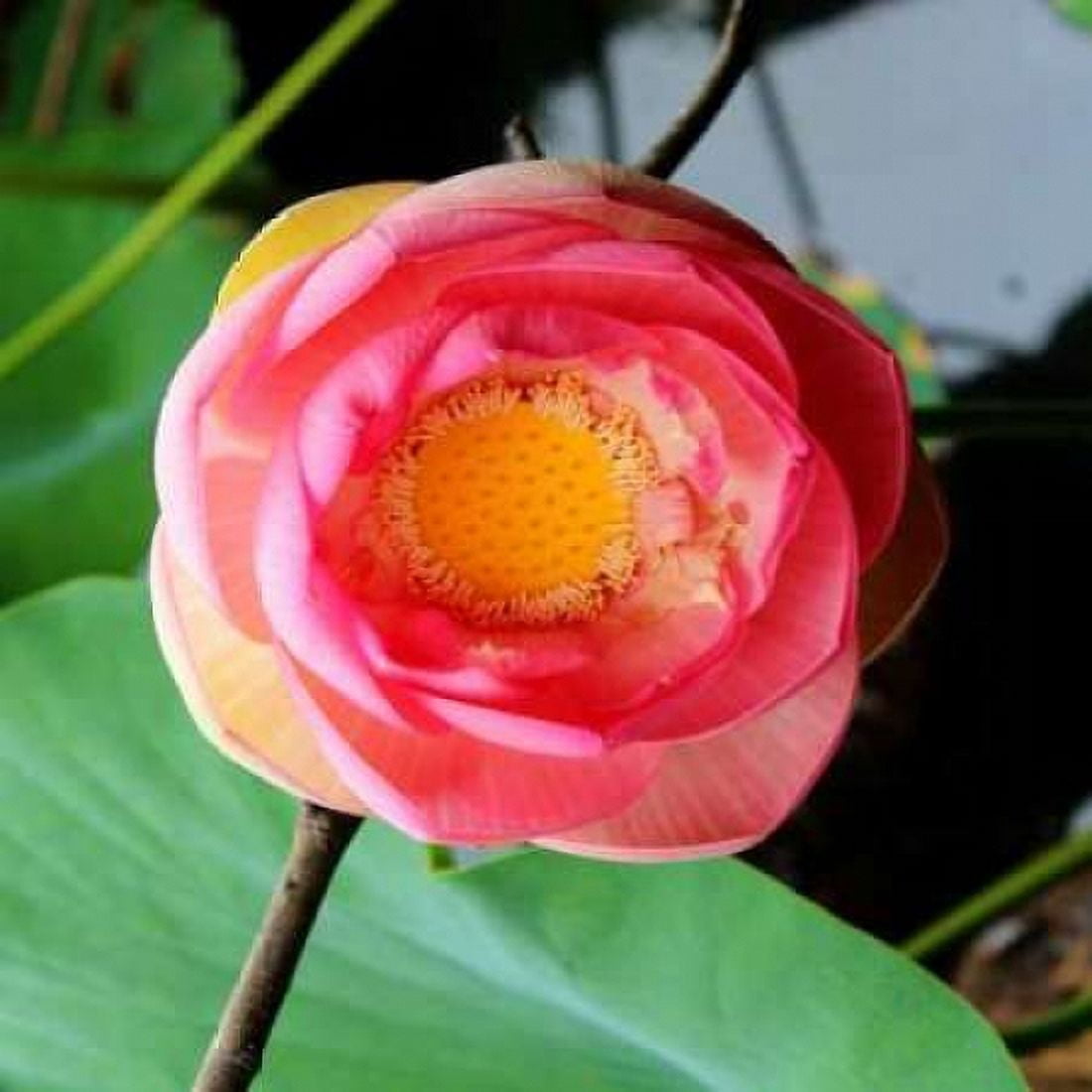 Posterazzi Red Lotus II Canvas Art - Jairo Rodriguez (24 x 24)