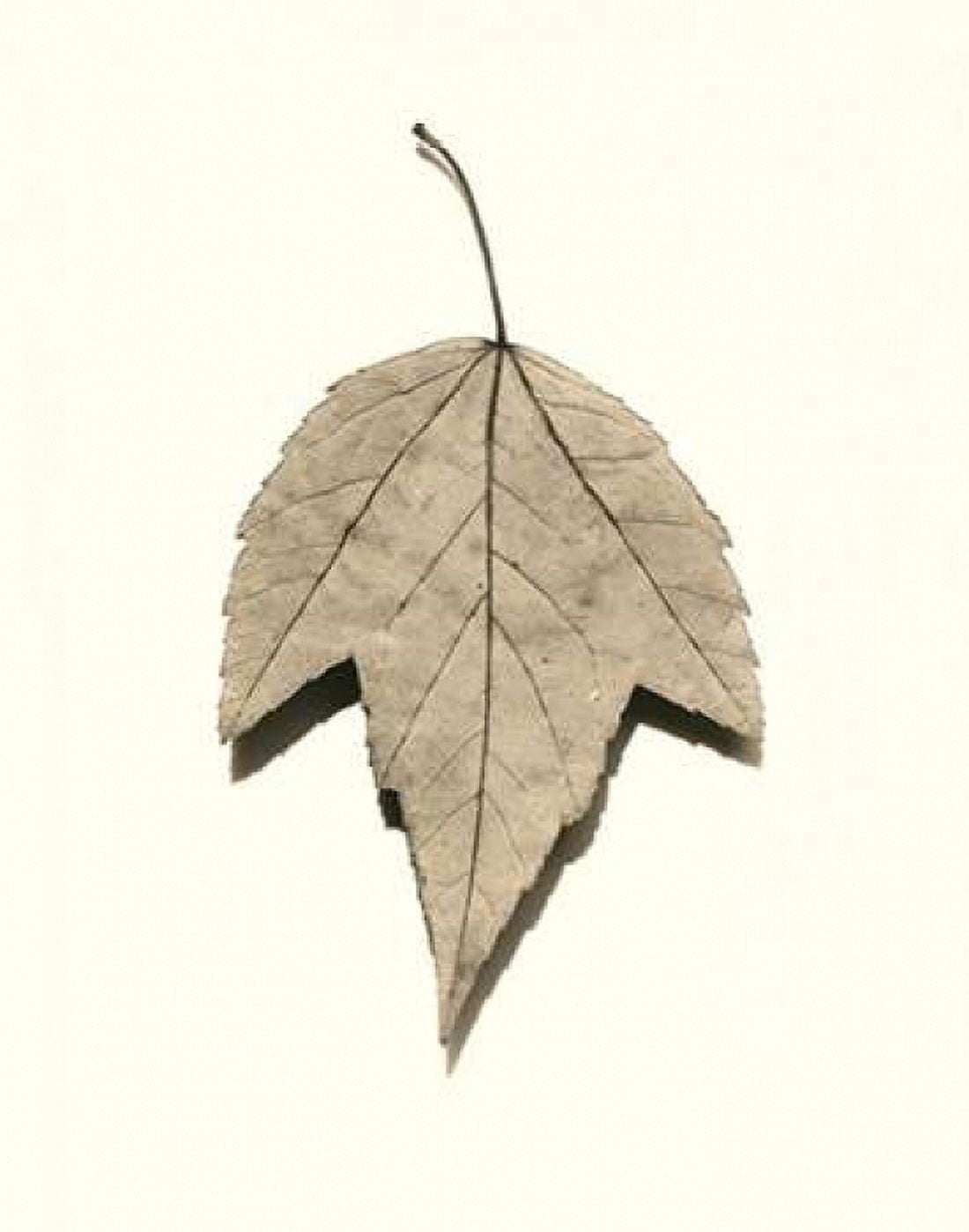 Posterazzi Red Maple Canvas Art - Alan Blaustein (22 x 28)