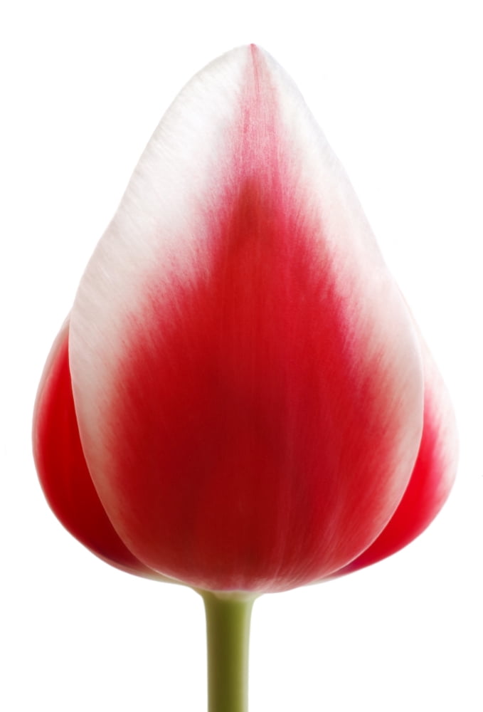 Posterazzi Red Tulip Canvas Art - Chris and Kate Knorr Design Pics (24 x 36)