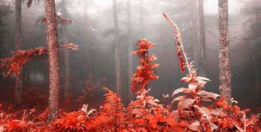 Posterazzi Red forest 809 Canvas Art - JA Palacios (24 x 48)
