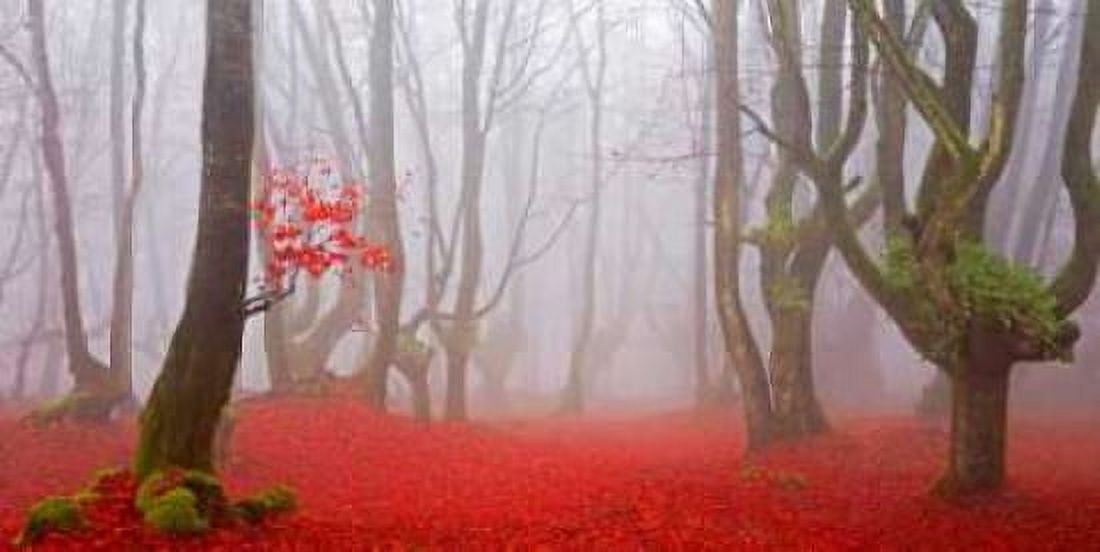 Posterazzi Red forest 811 Canvas Art - JA Palacios (24 x 48)