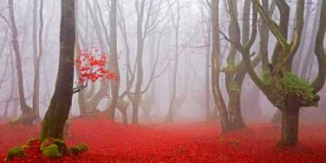 Posterazzi Red forest leaves 828 Canvas Art - JA Palacios (24 x 48)
