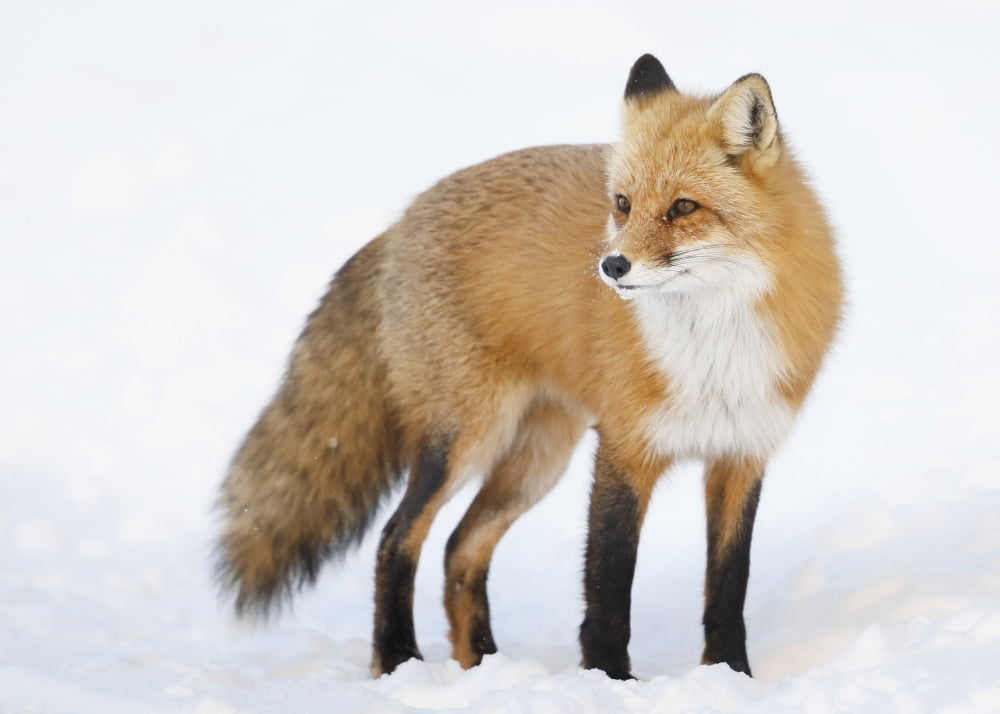 Posterazzi Red fox (vulpes vulpes) standing in the snow in winter Montreal Quebec Canada Canvas Art - Vladislav Kamenski Design Pics (36 x 26)