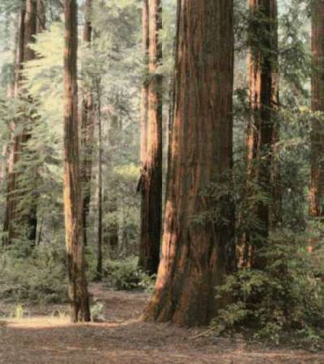 Posterazzi Redwoods 2 Canvas Art - Laura Culver (24 x 24)