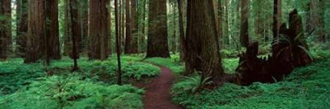 Posterazzi Redwoods Path Canvas Art - Alain Thomas (12 x 36)
