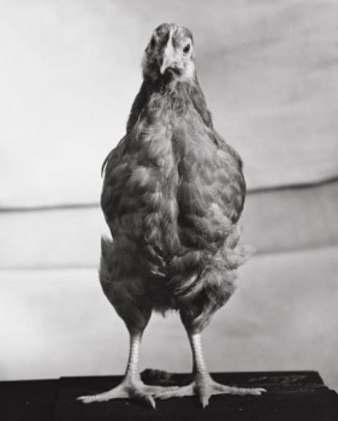 Posterazzi Rhode Island Red Hen standing Canvas Art -  (24 x 36)
