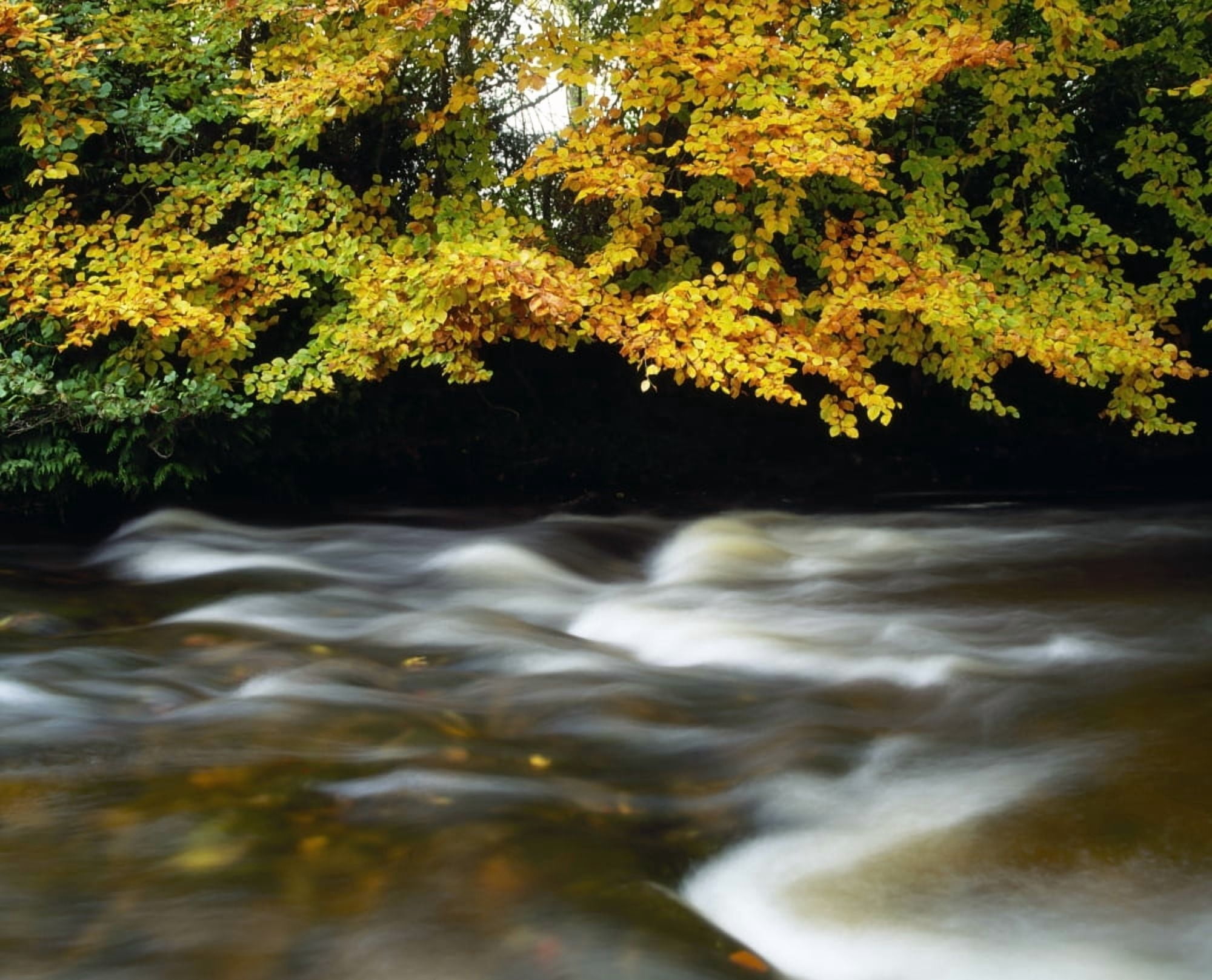 Posterazzi River Camcor Co Offaly Ireland Canvas Art - The Irish Image Collection Design Pics (34 x 26)