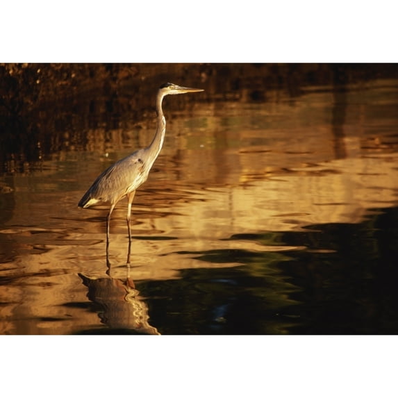 Posterazzi River Liffey County Dublin Ireland - Heron Wading in Water Poster Print by Richard Cummins - 18 x 12
